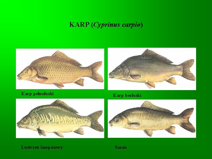 KARP (Cyprinus carpio) Karp pełnołuski Lustrzeń lampasowy Karp bezłuski Sazan 