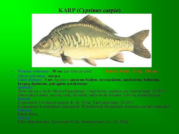 KARP (Cyprinus carpio) • • Wymiar ochronny - 30 cm (nie dotyczy rzek) Rekord KARP (Cyprinus carpio) • • Wymiar ochronny - 30 cm (nie dotyczy rzek) Rekord