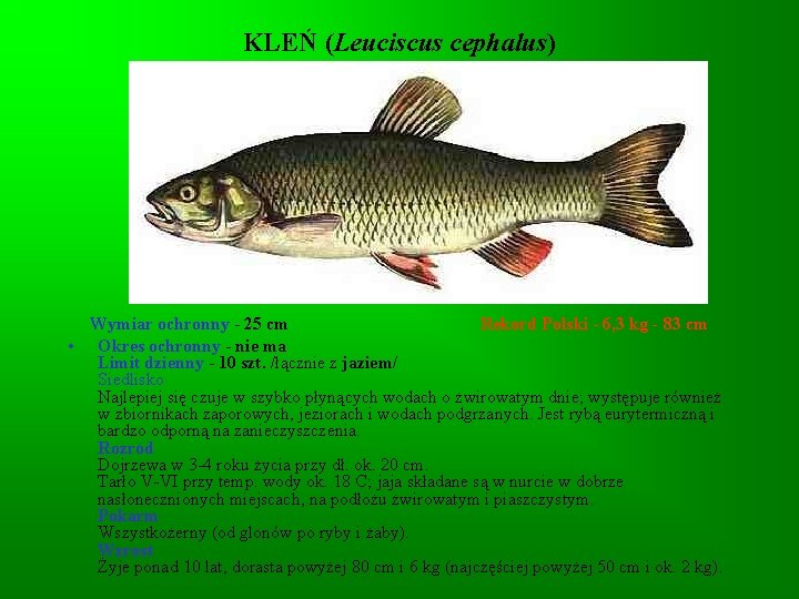 KLEŃ (Leuciscus cephalus) Wymiar ochronny - 25 cm Rekord Polski - 6, 3 kg