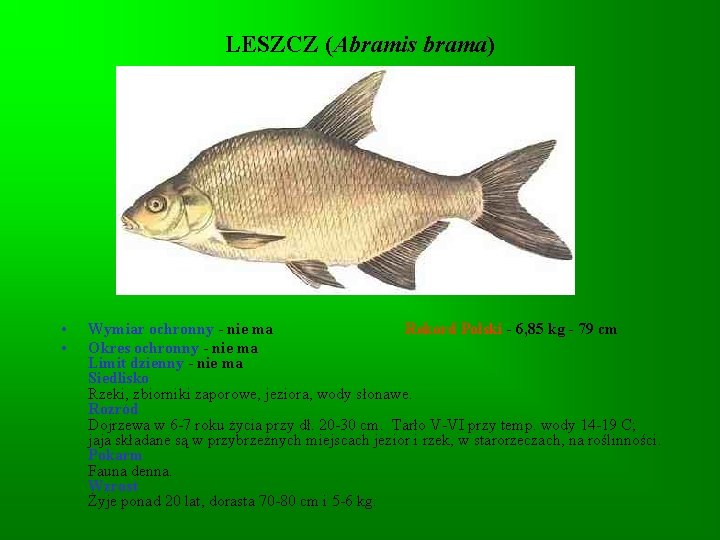 LESZCZ (Abramis brama) • • Wymiar ochronny - nie ma Rekord Polski - 6,