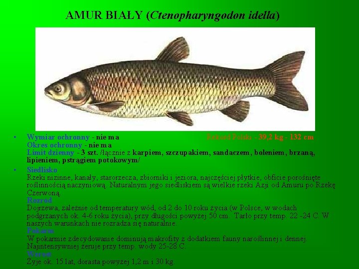 AMUR BIAŁY (Ctenopharyngodon idella) • • Wymiar ochronny - nie ma Rekord Polski - AMUR BIAŁY (Ctenopharyngodon idella) • • Wymiar ochronny - nie ma Rekord Polski -