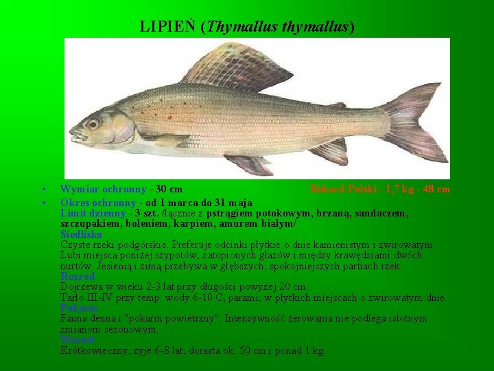 LIPIEŃ (Thymallus thymallus) • • Wymiar ochronny - 30 cm Rekord Polski - 1,