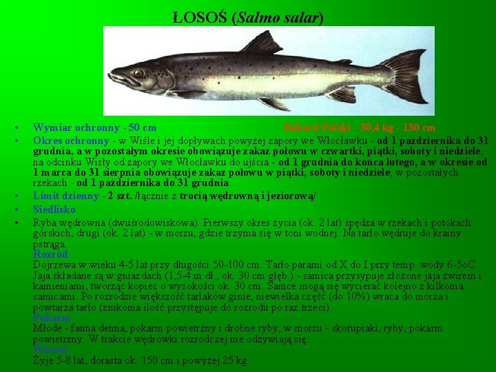 ŁOSOŚ (Salmo salar) • • • Wymiar ochronny - 50 cm Rekord Polski -