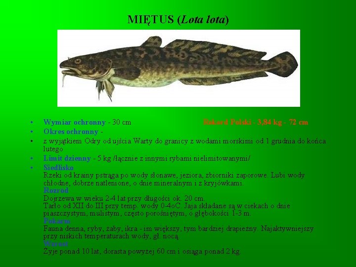 MIĘTUS (Lota lota) • • • Wymiar ochronny - 30 cm Rekord Polski - MIĘTUS (Lota lota) • • • Wymiar ochronny - 30 cm Rekord Polski -