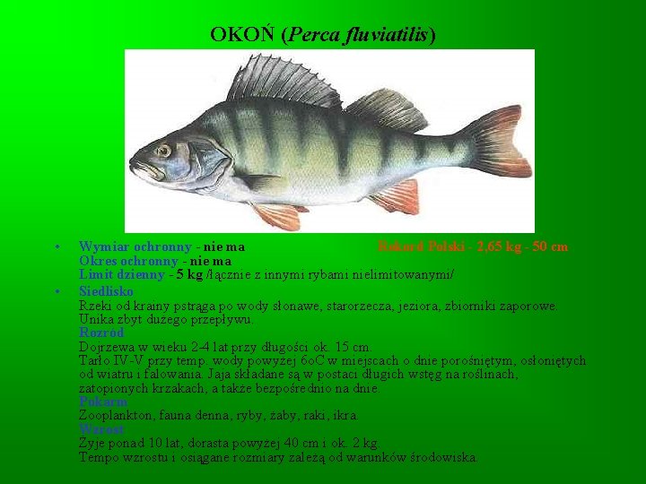 OKOŃ (Perca fluviatilis) • • Wymiar ochronny - nie ma Rekord Polski - 2, OKOŃ (Perca fluviatilis) • • Wymiar ochronny - nie ma Rekord Polski - 2,