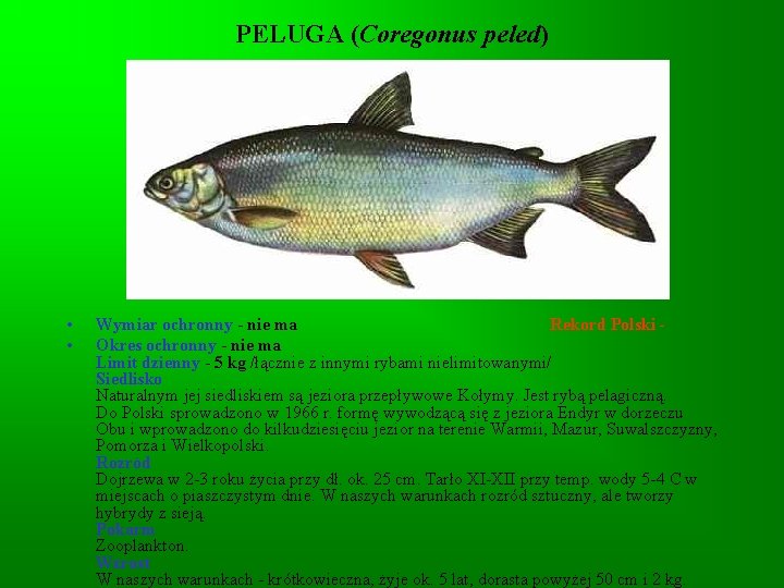 PELUGA (Coregonus peled) • • Wymiar ochronny - nie ma Rekord Polski - Okres