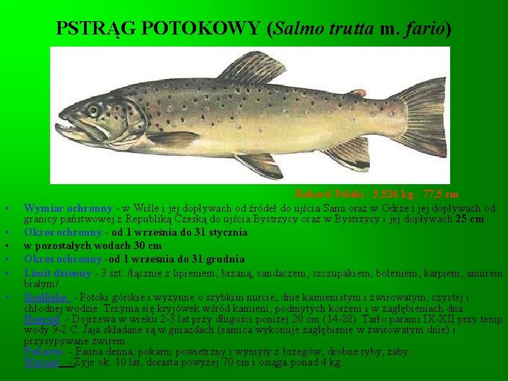 PSTRĄG POTOKOWY (Salmo trutta m. fario) • • • Rekord Polski - 5, 526