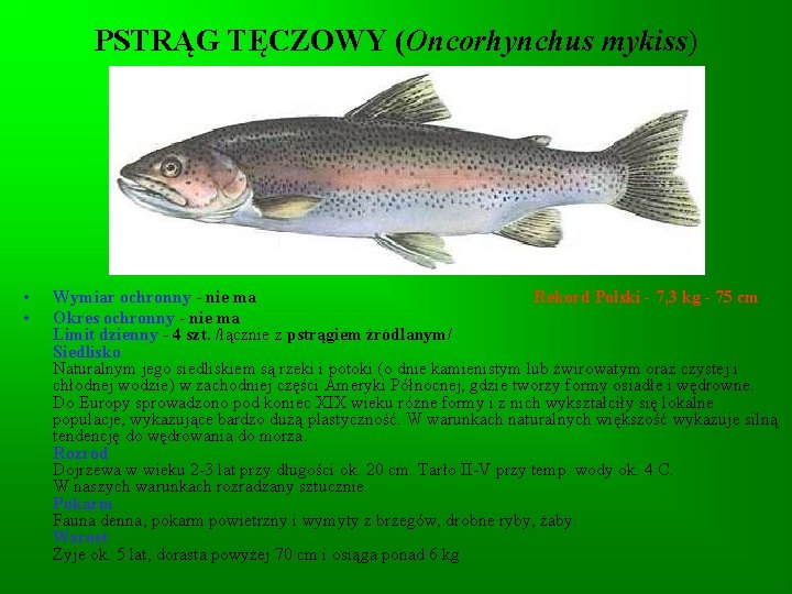 PSTRĄG TĘCZOWY (Oncorhynchus mykiss) • • Wymiar ochronny - nie ma Rekord Polski - PSTRĄG TĘCZOWY (Oncorhynchus mykiss) • • Wymiar ochronny - nie ma Rekord Polski -