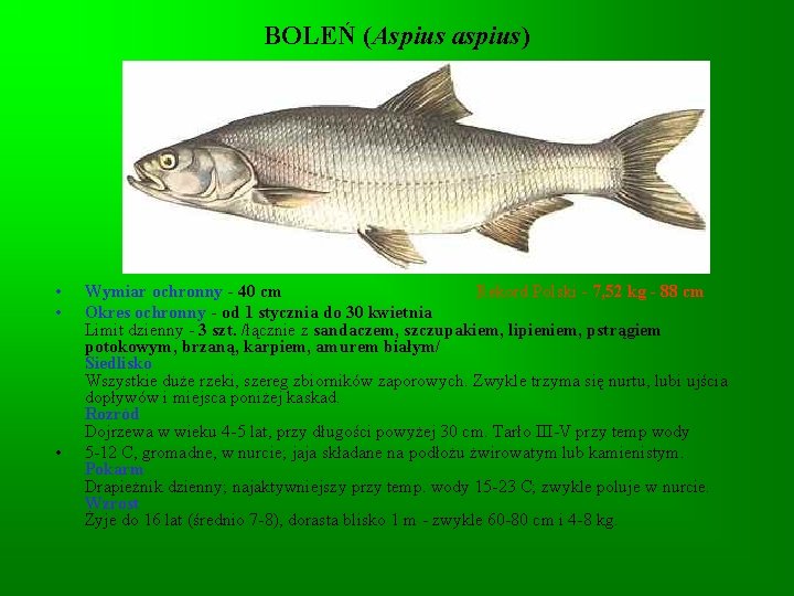 BOLEŃ (Aspius aspius) • • • Wymiar ochronny - 40 cm Rekord Polski - BOLEŃ (Aspius aspius) • • • Wymiar ochronny - 40 cm Rekord Polski -
