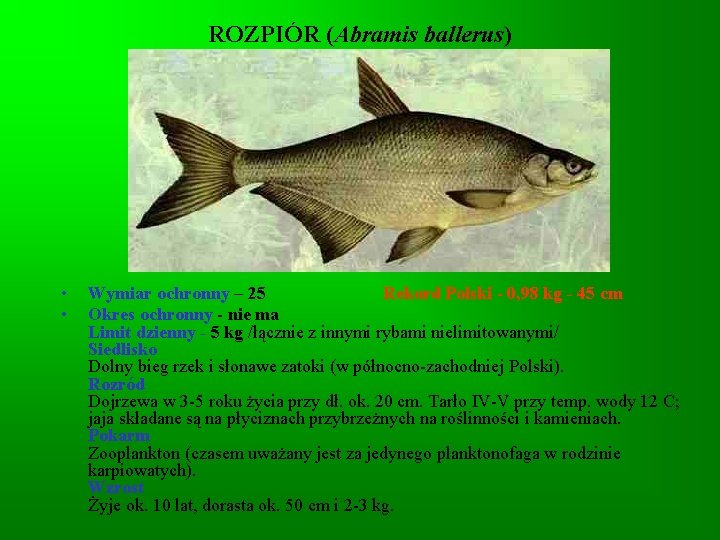 ROZPIÓR (Abramis ballerus) • • Wymiar ochronny – 25 Rekord Polski - 0, 98