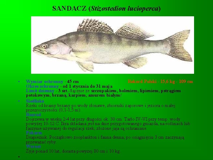 SANDACZ (Stizostedion lucioperca) • • • Wymiar ochronny - 45 cm Rekord Polski -