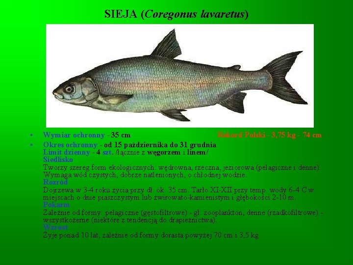 SIEJA (Coregonus lavaretus) • • Wymiar ochronny - 35 cm Rekord Polski - 3, SIEJA (Coregonus lavaretus) • • Wymiar ochronny - 35 cm Rekord Polski - 3,