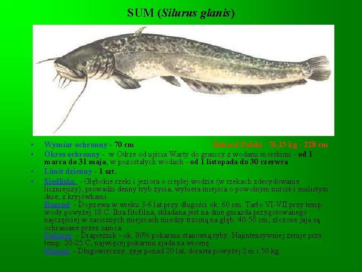 SUM (Silurus glanis) • • Wymiar ochronny - 70 cm Rekord Polski - 76,