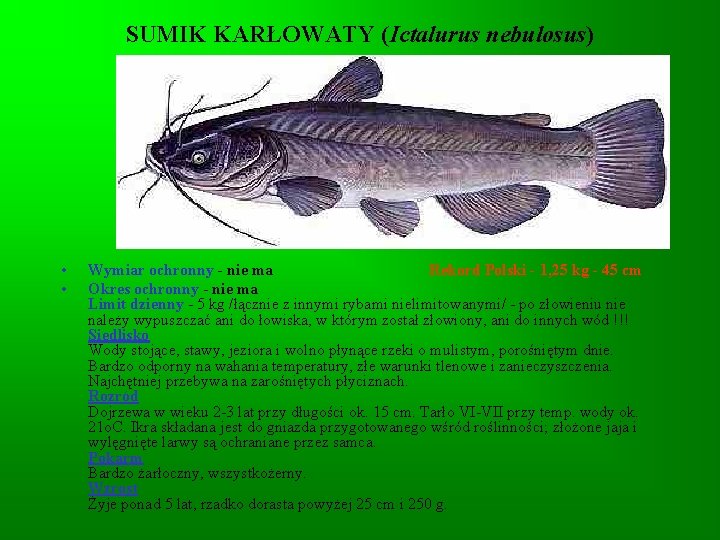 SUMIK KARŁOWATY (Ictalurus nebulosus) • • Wymiar ochronny - nie ma Rekord Polski - SUMIK KARŁOWATY (Ictalurus nebulosus) • • Wymiar ochronny - nie ma Rekord Polski -