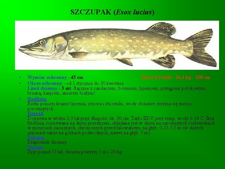 SZCZUPAK (Esox lucius) • • • Wymiar ochronny - 45 cm Rekord Polski -