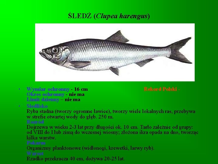 ŚLEDŹ (Clupea harengus) • • Wymiar ochronny - 16 cm Rekord Polski - Okres ŚLEDŹ (Clupea harengus) • • Wymiar ochronny - 16 cm Rekord Polski - Okres