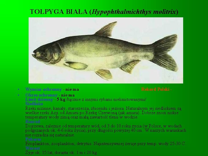 TOŁPYGA BIAŁA (Hypophthalmichthys molitrix) • • Wymiar ochronny - nie ma Rekord Polski -