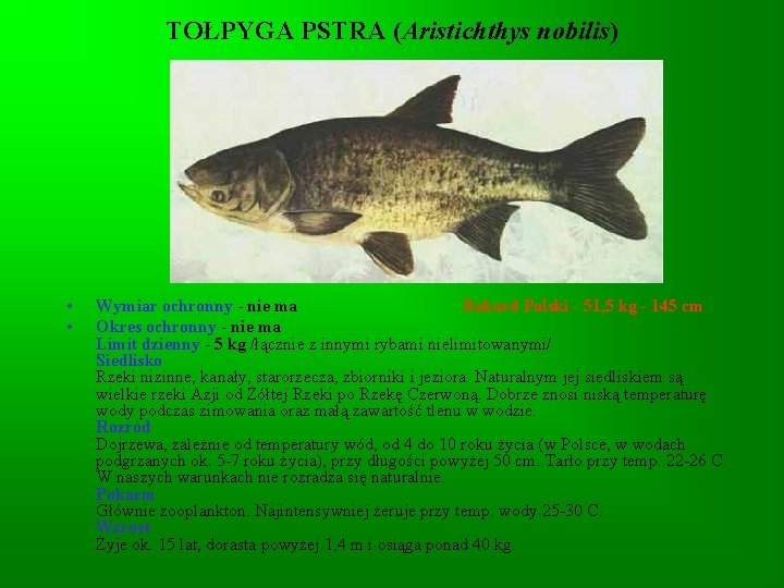 TOŁPYGA PSTRA (Aristichthys nobilis) • • Wymiar ochronny - nie ma Rekord Polski -