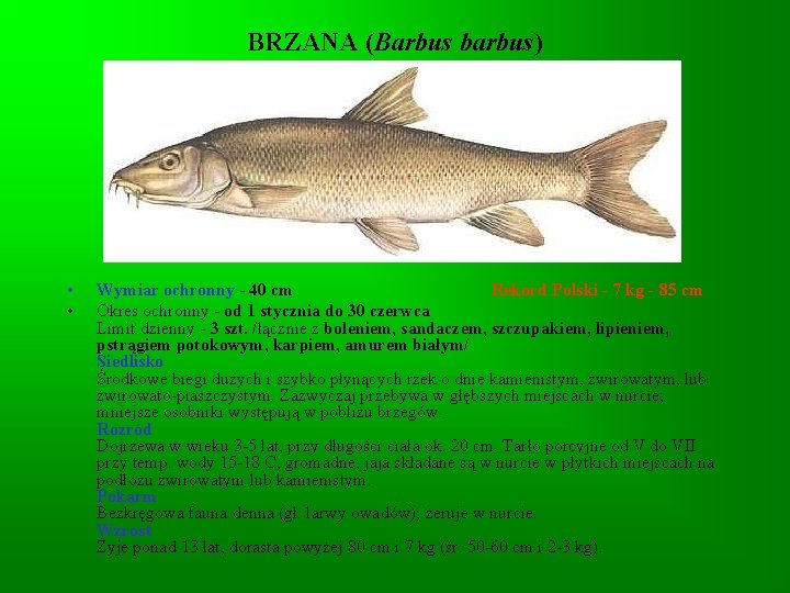 BRZANA (Barbus barbus) • • Wymiar ochronny - 40 cm Rekord Polski - 7