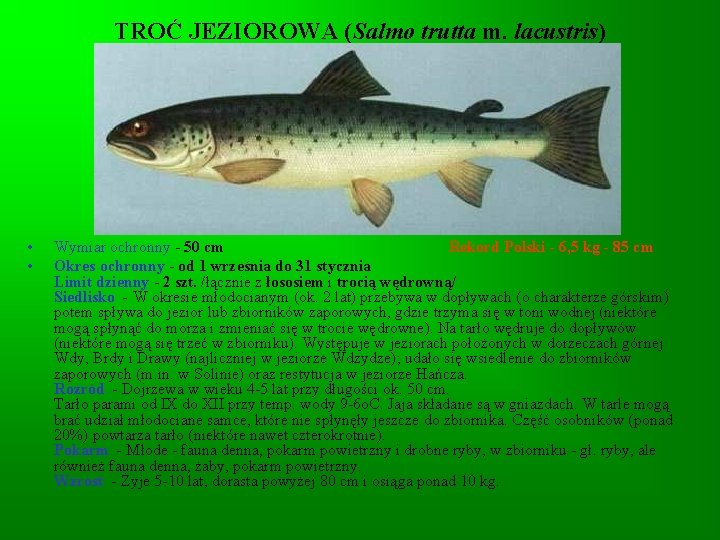 TROĆ JEZIOROWA (Salmo trutta m. lacustris) • • Wymiar ochronny - 50 cm Rekord TROĆ JEZIOROWA (Salmo trutta m. lacustris) • • Wymiar ochronny - 50 cm Rekord