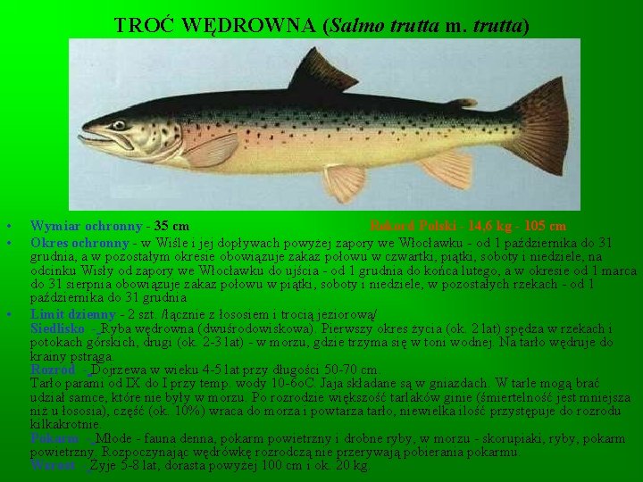 TROĆ WĘDROWNA (Salmo trutta m. trutta) • • • Wymiar ochronny - 35 cm TROĆ WĘDROWNA (Salmo trutta m. trutta) • • • Wymiar ochronny - 35 cm