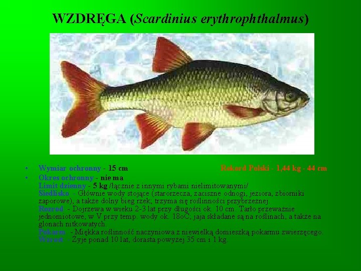 WZDRĘGA (Scardinius erythrophthalmus) • • Wymiar ochronny - 15 cm Rekord Polski - 1,