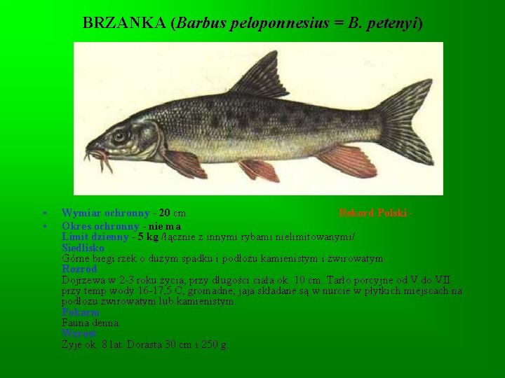 BRZANKA (Barbus peloponnesius = B. petenyi) • • Wymiar ochronny - 20 cm Rekord BRZANKA (Barbus peloponnesius = B. petenyi) • • Wymiar ochronny - 20 cm Rekord