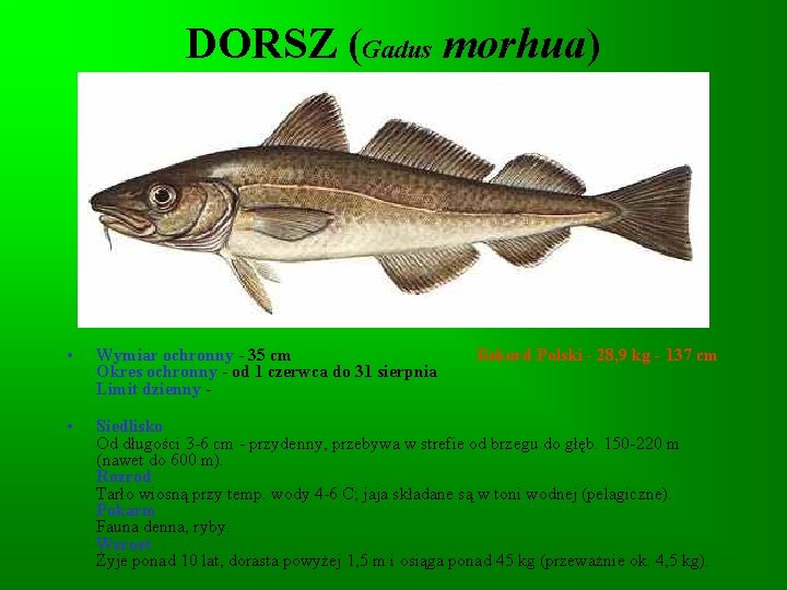 DORSZ (Gadus morhua) • Wymiar ochronny - 35 cm Rekord Polski - 28, 9