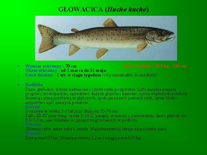 GŁOWACICA (Hucho hucho) • Wymiar ochronny - 70 cm Rekord Polski - 20, 3