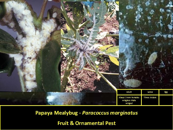 Adult Larva About 3 mm Females wingless Male winged Three instars Papaya Mealybug -