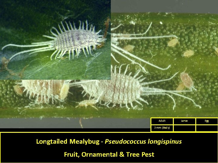 Adult Larva 3 mm (Body) Longtailed Mealybug - Pseudococcus longispinus Fruit, Ornamental & Tree