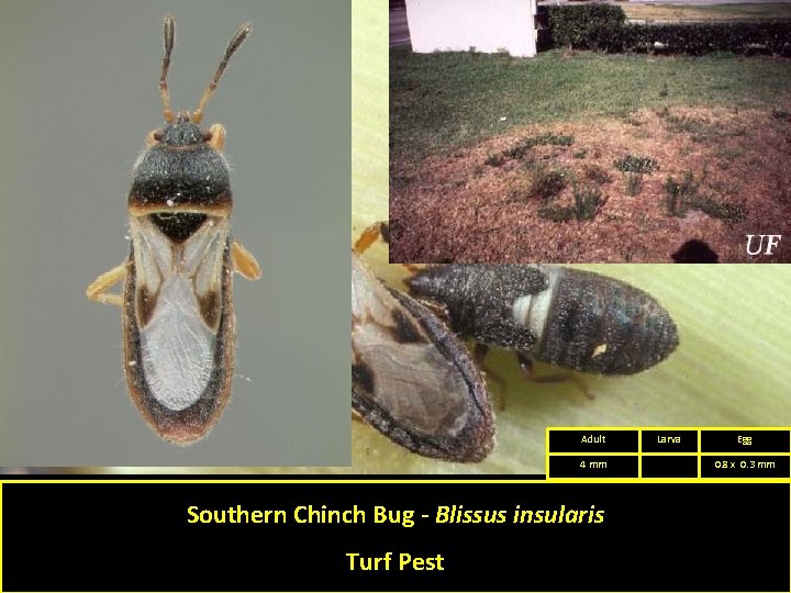 Adult 4 mm Southern Chinch Bug - Blissus insularis Turf Pest Larva Egg 0.