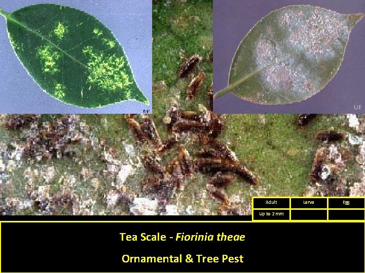 Adult Up to 2 mm Tea Scale - Fiorinia theae Ornamental & Tree Pest