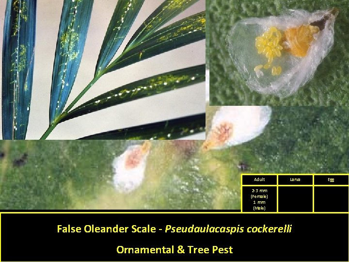 Adult Larva 2 -3 mm (Female) 1 mm (Male) False Oleander Scale - Pseudaulacaspis