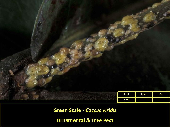 Adult 3 mm Green Scale - Coccus viridis Ornamental & Tree Pest Larva Egg