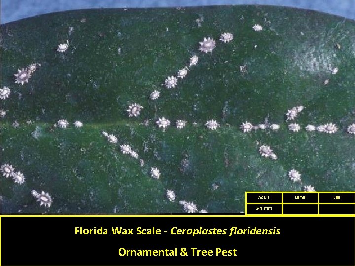 Adult 2 -4 mm Florida Wax Scale - Ceroplastes floridensis Ornamental & Tree Pest