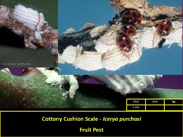 Adult 5 mm Cottony Cushion Scale - Icerya purchasi Fruit Pest Larva Egg 