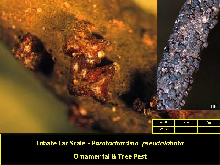 Adult Larva 1 -2 mm Lobate Lac Scale - Paratachardina pseudolobata Ornamental & Tree