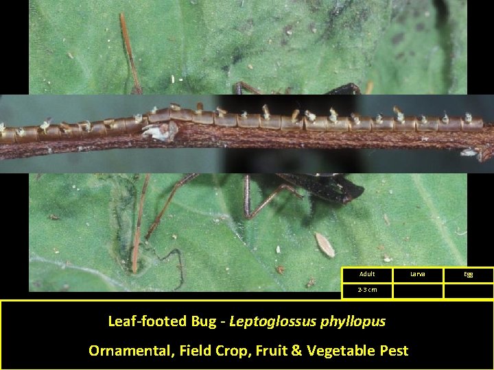 Adult 2 -3 cm Leaf-footed Bug - Leptoglossus phyllopus Ornamental, Field Crop, Fruit &