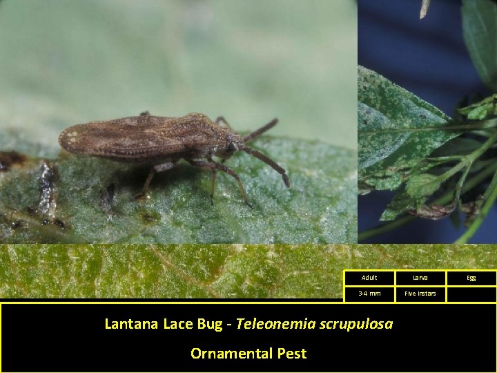 Adult Larva 3 -4 mm Five instars Lantana Lace Bug - Teleonemia scrupulosa Ornamental