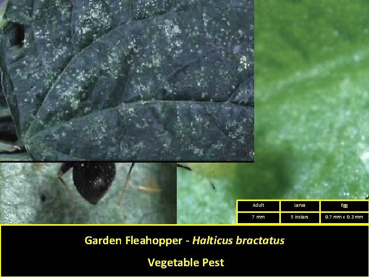 Adult Larva Egg 7 mm 5 instars 0. 7 mm x 0. 2 mm