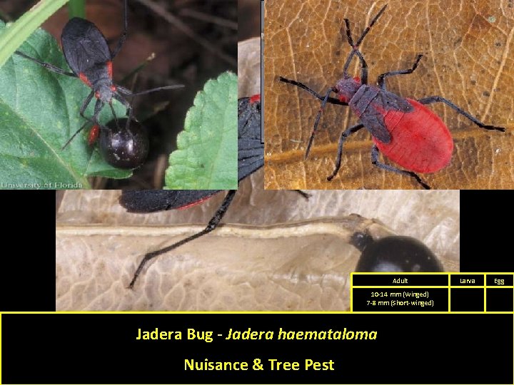 Adult 10 -14 mm (Winged) 7 -8 mm (Short-winged) Jadera Bug - Jadera haemataloma