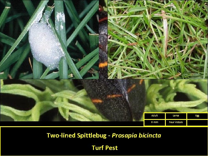 Adult Larva 6 mm Four instars Two-lined Spittlebug - Prosapia bicincta Turf Pest Egg