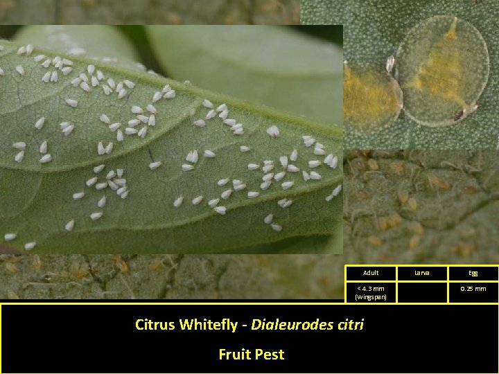 Adult < 4. 3 mm (Wingspan) Citrus Whitefly - Dialeurodes citri Fruit Pest Larva