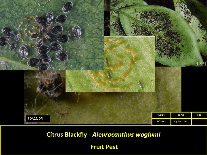 FDACS/DPI Adult Larva 1 -2 mm Up to 1 mm Citrus Blackfly - Aleurocanthus