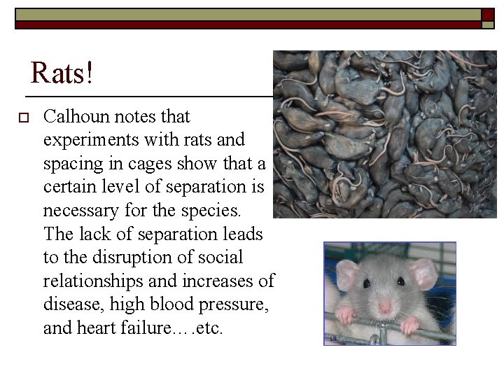 Rats! o Calhoun notes that experiments with rats and spacing in cages show that