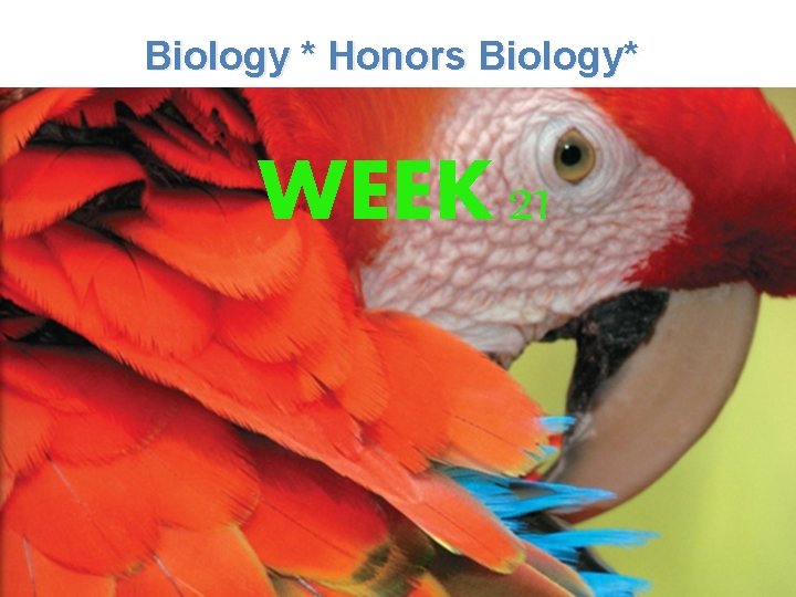 Lesson Overview What is Ecology? Biology * Honors Biology* WEEK 21 