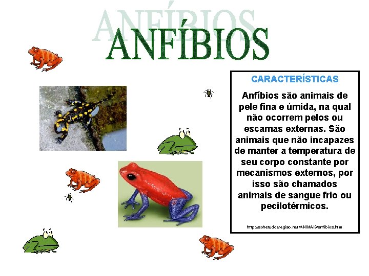 CARACTERÍSTICAS Anfíbios são animais de pele fina e úmida, na qual não ocorrem pelos CARACTERÍSTICAS Anfíbios são animais de pele fina e úmida, na qual não ocorrem pelos