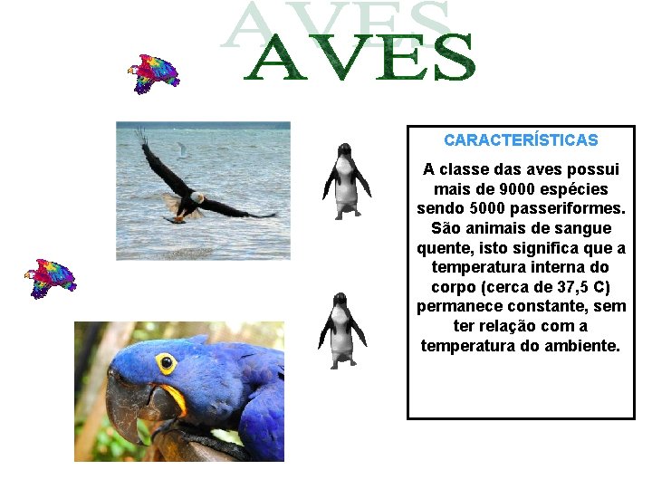 CARACTERÍSTICAS A classe das aves possui mais de 9000 espécies sendo 5000 passeriformes. São CARACTERÍSTICAS A classe das aves possui mais de 9000 espécies sendo 5000 passeriformes. São