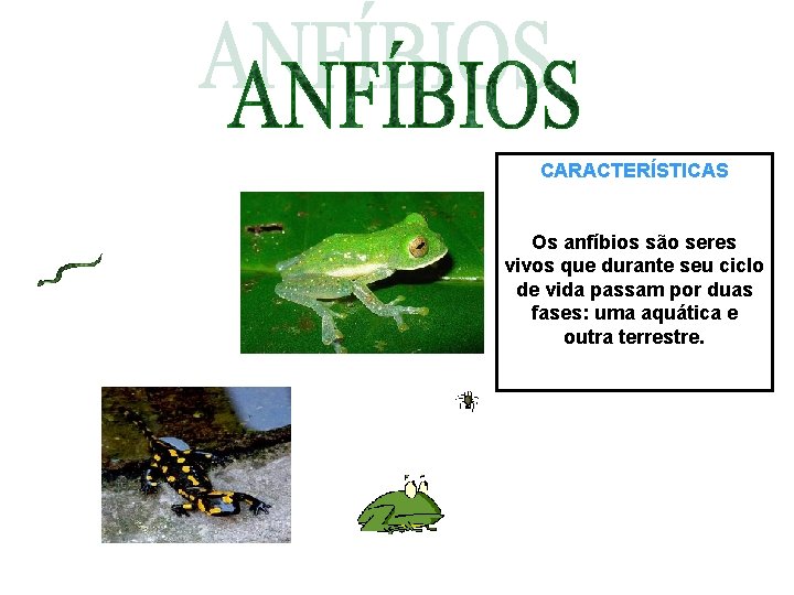 CARACTERÍSTICAS Os anfíbios são seres vivos que durante seu ciclo de vida passam por CARACTERÍSTICAS Os anfíbios são seres vivos que durante seu ciclo de vida passam por